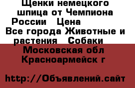 Щенки немецкого шпица от Чемпиона России › Цена ­ 50 000 - Все города Животные и растения » Собаки   . Московская обл.,Красноармейск г.